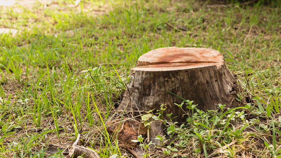 Tree stump removal